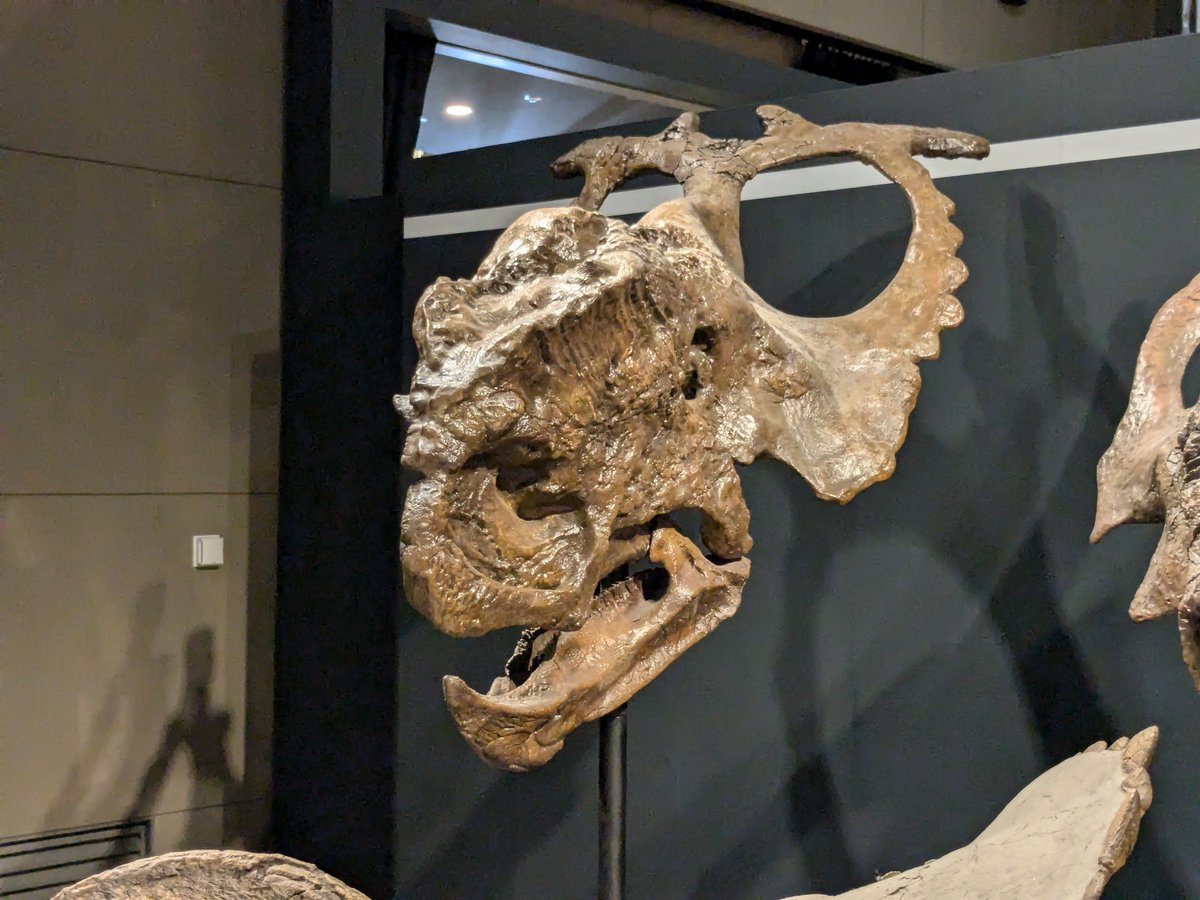 Blackbuck_jp's tweet photo. 超個性的！角竜！

#福井県立恐竜博物館 の特別展「バッドランドの恐竜たち 〜北アメリカの1億年〜」での展示です

１：スティラコサウルス
２：ゼノケラトプス
３：アケロウサウルス
４：パキリノサウルス

角���はぱっと見でもわかりやすい特徴があるから見てて楽しいですよね

#金曜日だから化石貼る https://t.co/g0KyEgMC7a
