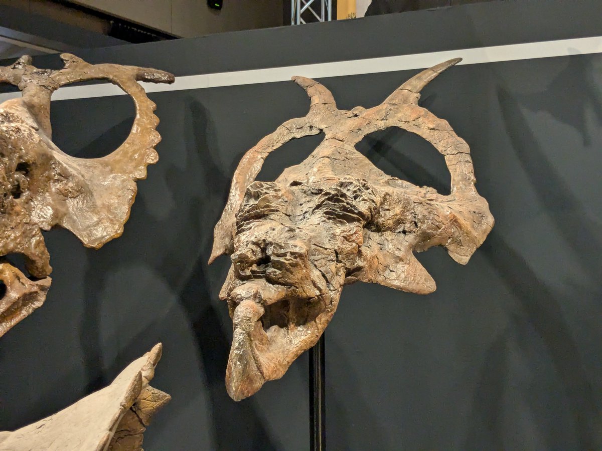 Blackbuck_jp's tweet photo. 超個性的！角竜！

#福井県立恐竜博物館 の特別展「バッドランドの恐竜たち 〜北アメリカの1億年〜」での展示です

１：スティラコサウルス
２：ゼノケラトプス
３：アケロウサウルス
４：パキリノサウルス

角���はぱっと見でもわかりやすい特徴があるから見てて楽しいですよね

#金曜日だから化石貼る https://t.co/g0KyEgMC7a