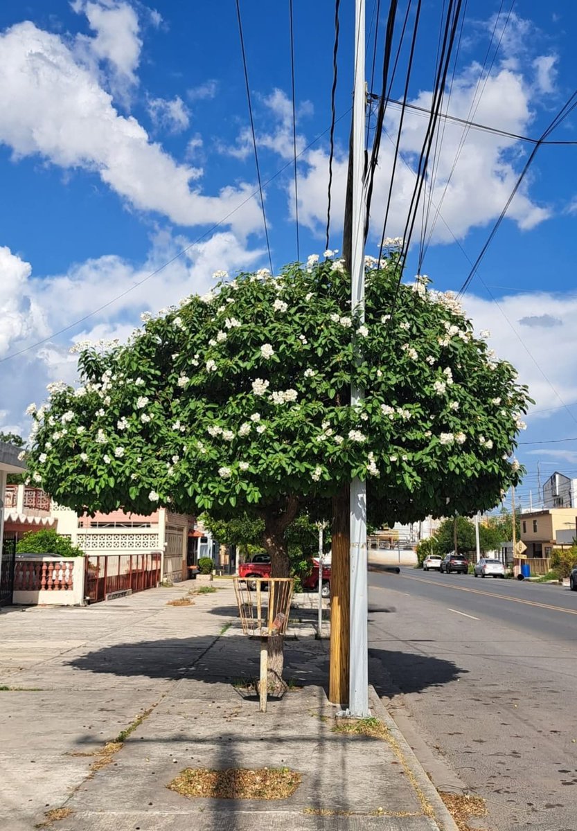 RoentgenBox's tweet photo. @RvrCrtzS Encontré otra foto, chulada de árbol. Y más cuando se llena de mariposas. https://t.co/6BufdtMP4c