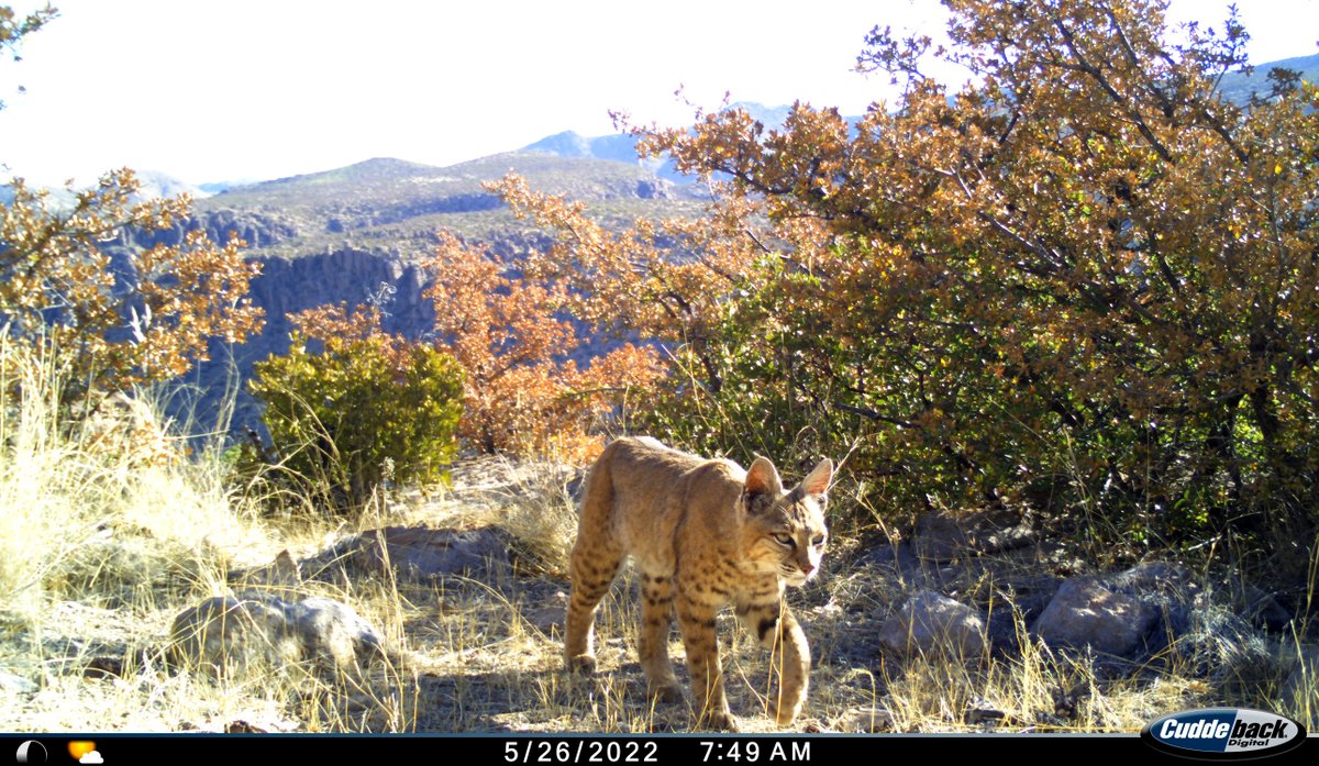 wildlifeaction's tweet photo. In 2024, Chiricahua celebrated its 100th year of national monument designation. 💯🎂
Now, it's ready for the next step. Will you help elevate Chiricahua to national park status?
📲 https://t.co/hsmWx5sDIn
📸 NPS https://t.co/tTnMXPOhRe