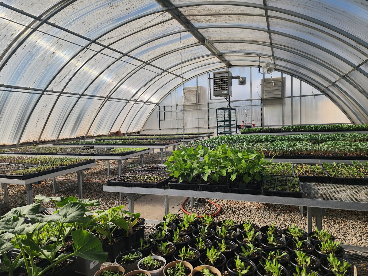 CareandShareFB's tweet photo. In 2024 alone, Care and Share received more than 14,000 pounds of incredible fresh produce from Colorado Farm to Table. Our own Kristina had the opportunity to visit their greenhouse this week to help repot tomatoes, squash, and broccoli. https://t.co/niAXBGLjQi