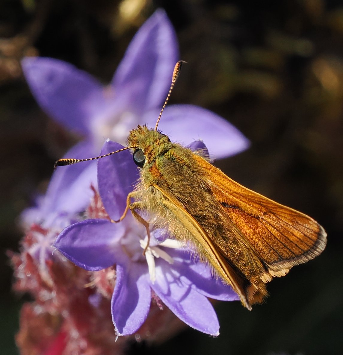 AndrewPBF's tweet photo. Large skippers have been flying in Cornwall for a couple of weeks now. The male has a thick black line through the centre of the upper forewing—actually a scent brand of special scales used to attract females. https://t.co/DG1B5BUJ2r