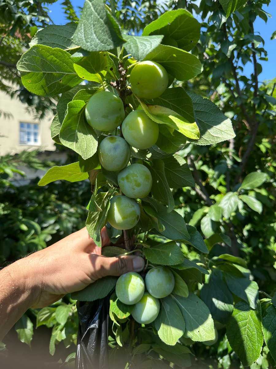 YekiWnda's tweet photo. bahçen bahar görmesin diye beddua eden olduysa diye paylaşıyorum. https://t.co/q35PMARaQU