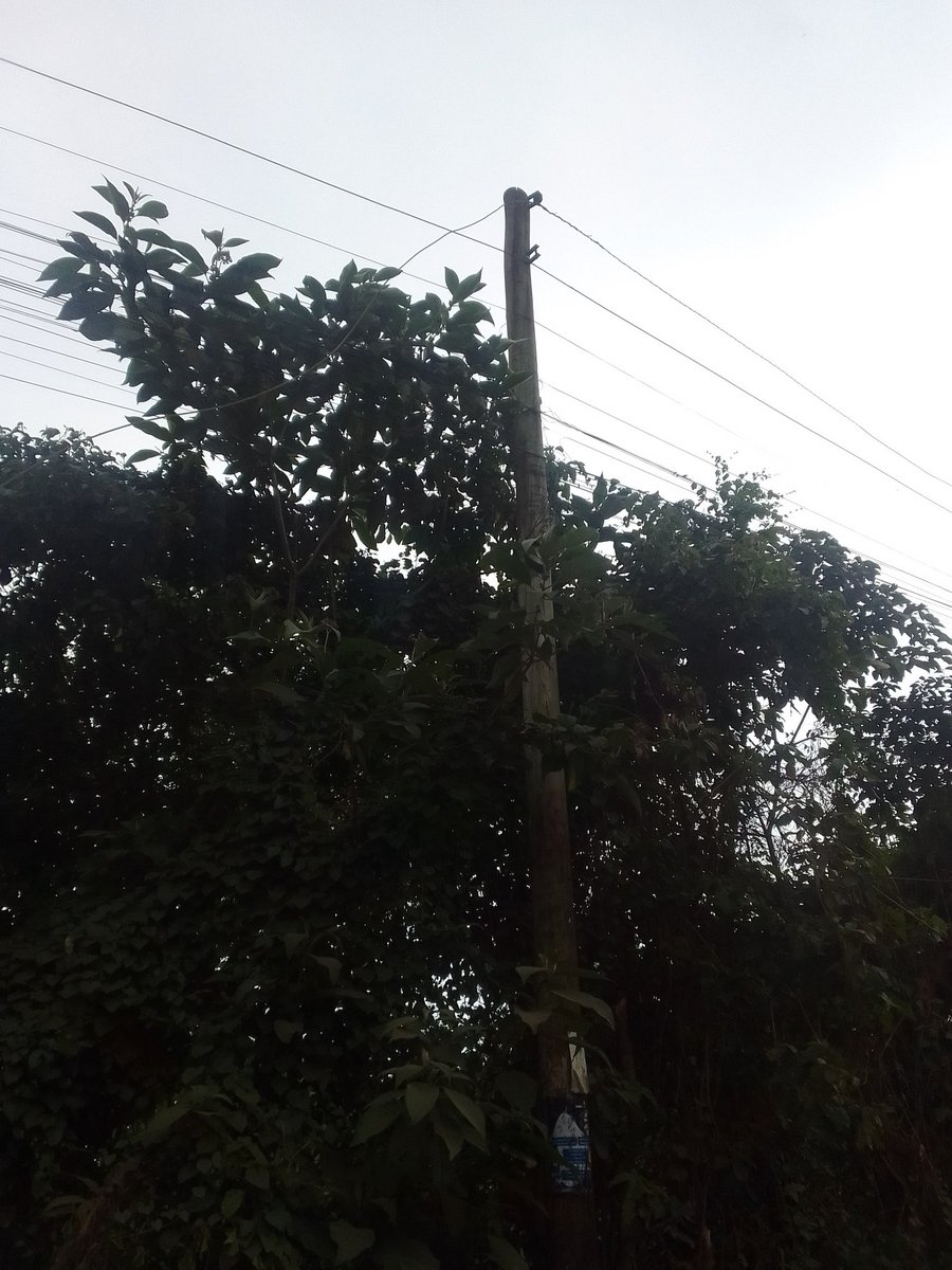 MueniKitonga's tweet photo. Hey @KenyaPower tunakaa kwa ngiza hadi lini surely?hizi ni very dangerous  ,please do something  .location  tigoni ward in limuru subcounty https://t.co/Zwqyaf19KC