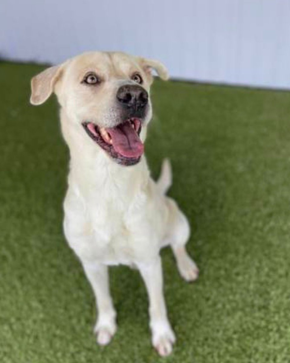 fwacc_'s tweet photo. Rocky is the total package: friendly, well-mannered and always ready to make a new friend. 💙

He's been thriving in foster care, but what he really wants is a forever home. Rocky knows "sit," takes treats gently and has the perfect mix of playful and easygoing energy. 🏡✨ https://t.co/whZ6sVw4Q2