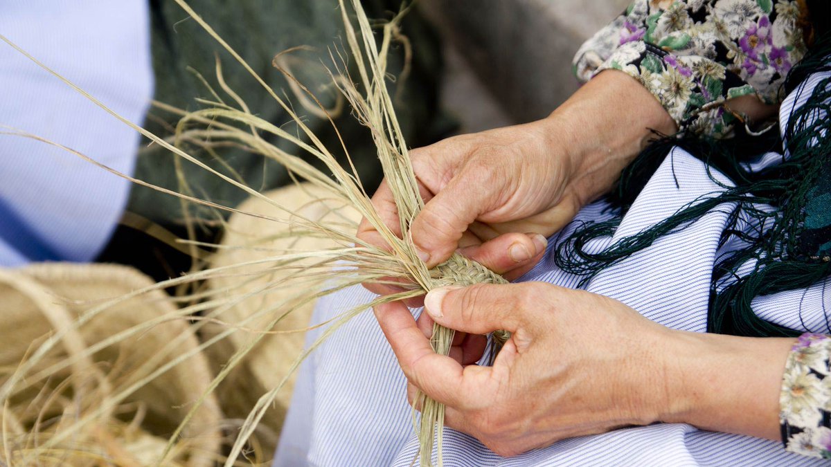 IBTourisme's tweet photo. Dans Capdepera et Artà (#Majorque), les « dones de sa llata » perpétuent l’art ancestral du tressage du palmier nain. 🌾

🧺 Paniers, chapeaux et pièces uniques façonnés à la main à partir de garballó, le palmier autochtone des Baléares, font vivre une tradition centenaire et un artisanat local authentique.
