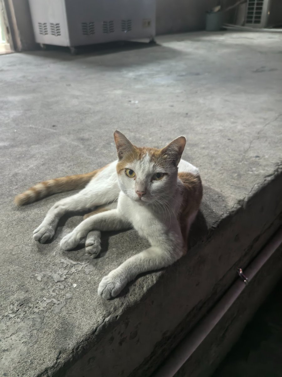 TangT21777's tweet photo. @hsh6669 小猫咪 https://t.co/Wzmj4CfxD1