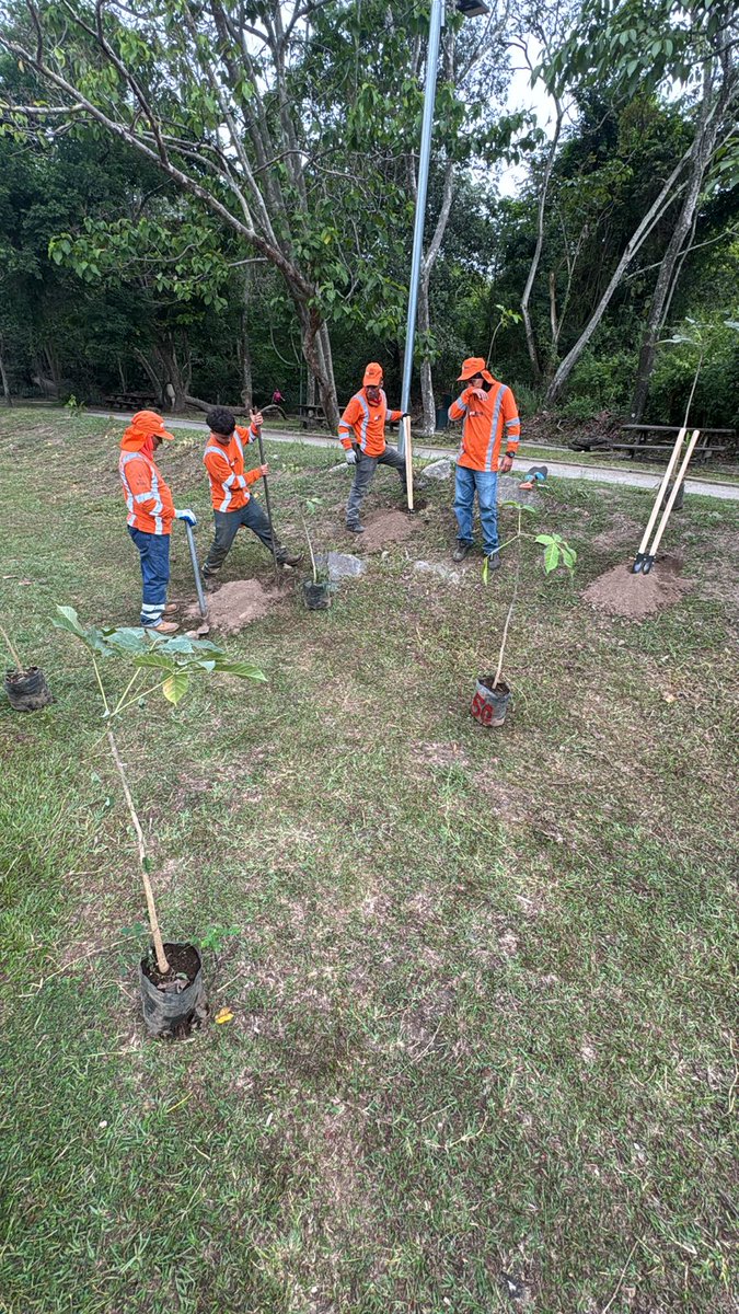 ultimahsv's tweet photo. #Nacionales | 🏞🌲✨️ Los árboles que serán sembrados esta tarde continúan llegando al Parque Bicentenario.

En la jornada podrán participar personas de todas las edades. https://t.co/VP9yiXwUxv