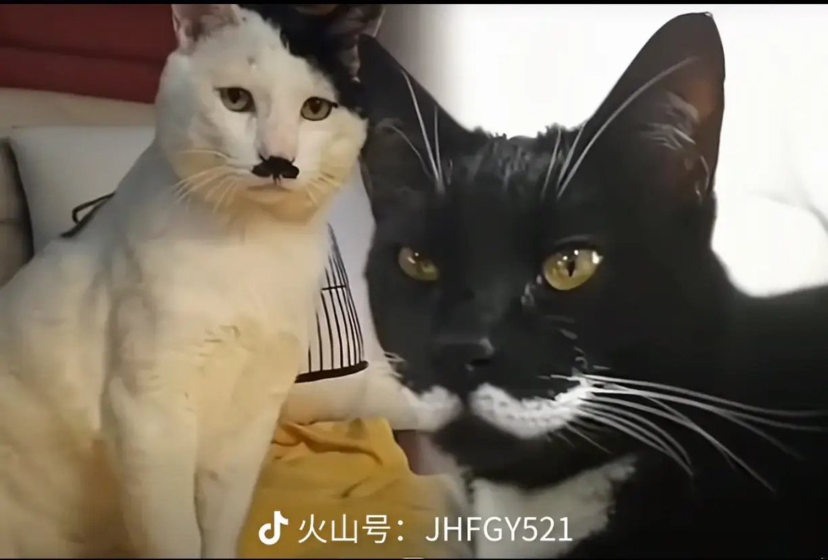 licorice0908's tweet photo. всем привет. с этого дня я твиттерская. @elliosmel 🩷 https://t.co/h1aA1iw2zY
