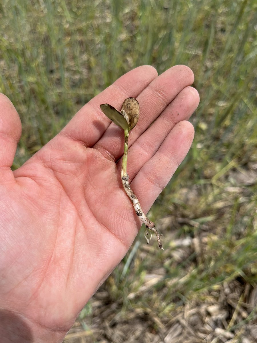 mjanders1's tweet photo. A recent glyphosate-only burndown herbicide application for cereal rye had some contamination that resulted in contact burn to emerged soybean seedlings. Tank/boom/etc. contamination is common as we switch from PRE to POST apps. #ISUCrops https://t.co/bXEcam4qX9