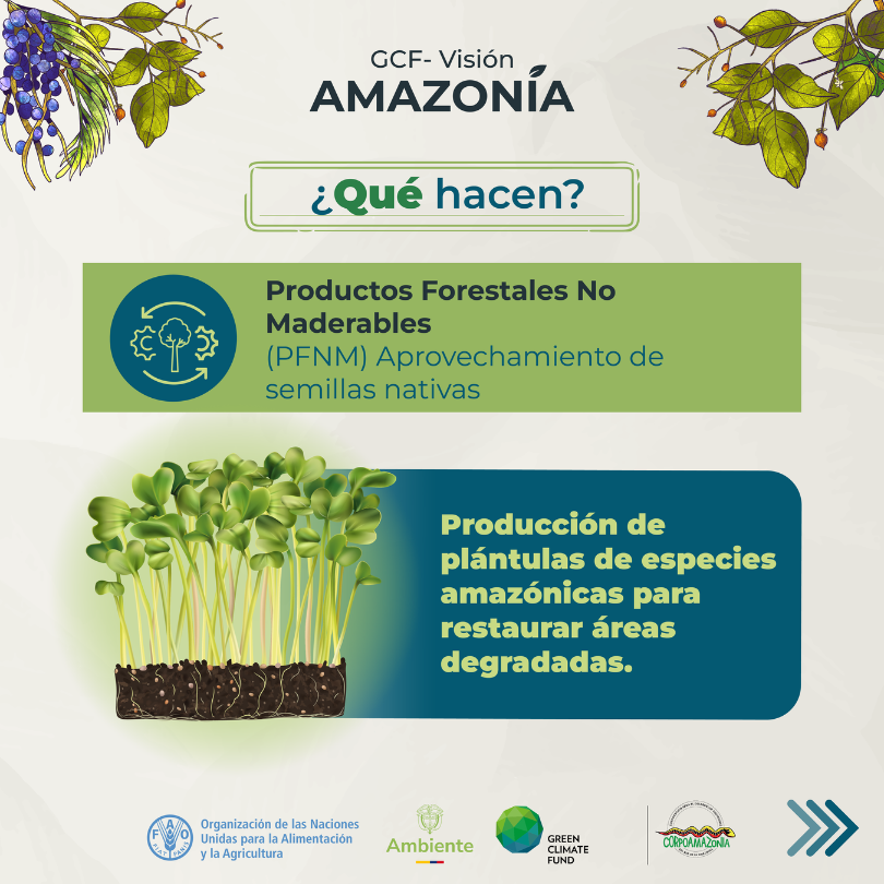 FAO_Colombia's tweet photo. El Vivero Renacer Amazónico es una de las iniciativas seleccionadas de la convocatoria #InnovaYAC del #GCFVisiónAmazonía
9️⃣personas,3 familias,le apuestan a la restauración de áreas degradadas en el NDFyB #Solano con plántulas de especies nativas🌱
➕info: https://t.co/Lvv9PIixkF https://t.co/rYApTSntQb