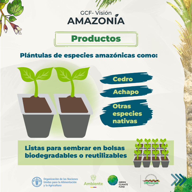FAO_Colombia's tweet photo. El Vivero Renacer Amazónico es una de las iniciativas seleccionadas de la convocatoria #InnovaYAC del #GCFVisiónAmazonía
9️⃣personas,3 familias,le apuestan a la restauración de áreas degradadas en el NDFyB #Solano con plántulas de especies nativas🌱
➕info: https://t.co/Lvv9PIixkF https://t.co/rYApTSntQb