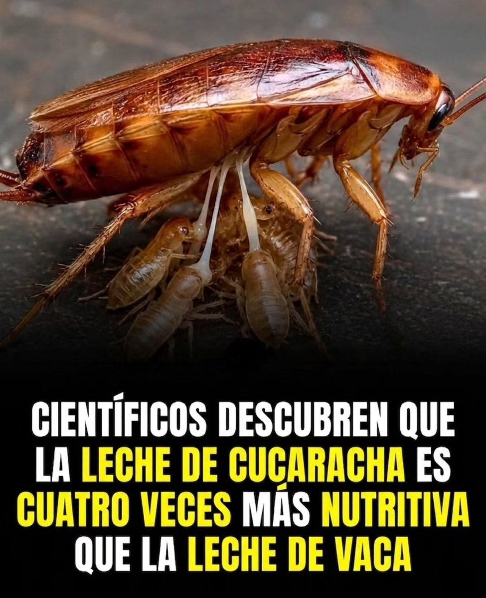 EloyLoxe⚒🟥🟨🟪🏛 ☭ tweet media