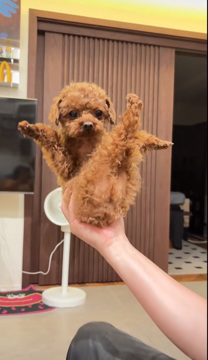 癒される動物 tweet media
