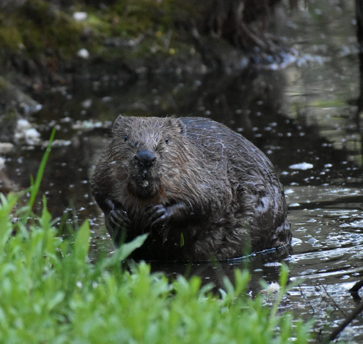 NatureChampions's tweet photo. 📣 Nature Champions News! 📣  

Laura Moodie is the #NatureChampion for The Eurasian Beaver! 🦫  

Laura will be working with @ScotWildlife &amp; @ScotsBeavers to champion Scotland's Beavers in Holyrood.

👉 https://t.co/GMgl47IxNL

📸 CCBY4.0 ScotParl |Rhona J Forrester https://t.co/r3VbY4PdV2
