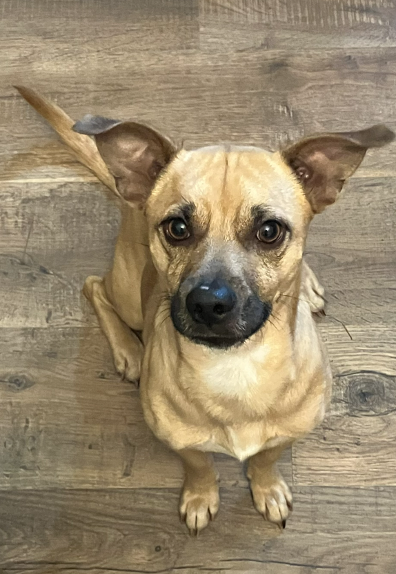 WakeGOVPets's tweet photo. Rachel Conway and Trevor Ketterling have opened their Raleigh home to dozens of foster animals, helping pets heal, build trust and find permanent families. 

Read their story: https://t.co/OxlzxvotVU https://t.co/tDuEEtQr3v