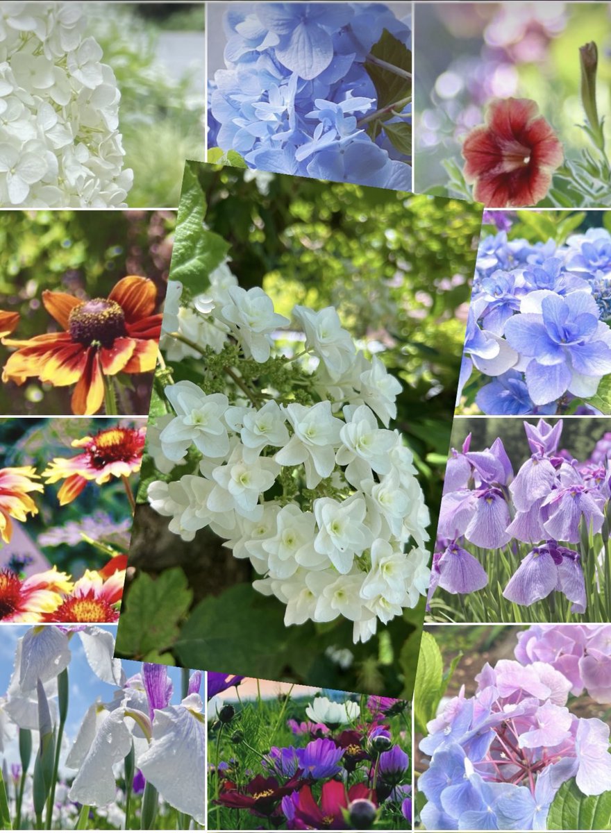 kikucca's tweet photo. 🤗おっはよ➰ございま➰す🌈☀️
　　今日も一日よろしくです♪
　　素敵な一日を✨🍀🍉🌹

🥱仕事ばってんまだ起きとっと➰🤣

＃ＴＬを花でいっぱいにしよう https://t.co/kRug6Xr9l7