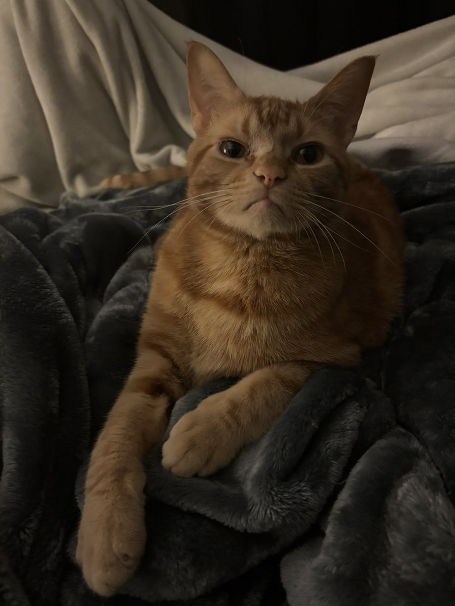 hannahhelisaa's tweet photo. guess who just got approved as an esa &amp; will be living with me in my new apartment!!!!! https://t.co/eacnFde95D