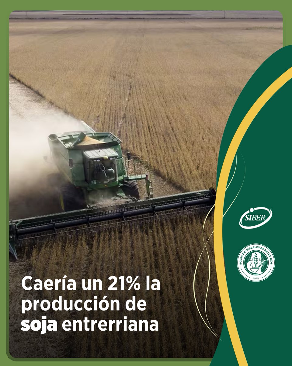 BolsaCer's tweet photo. Caería un 21% la producción de soja entrerriana 📈

El Sistema de Información de la BolsaCER analizó el avance de cosecha, el rendimiento promedio estimado y la producción proyectada de la soja de primera, soja de segunda y soja total.

🔗 https://t.co/hwf7xU66uf https://t.co/qSWWgaLi8e