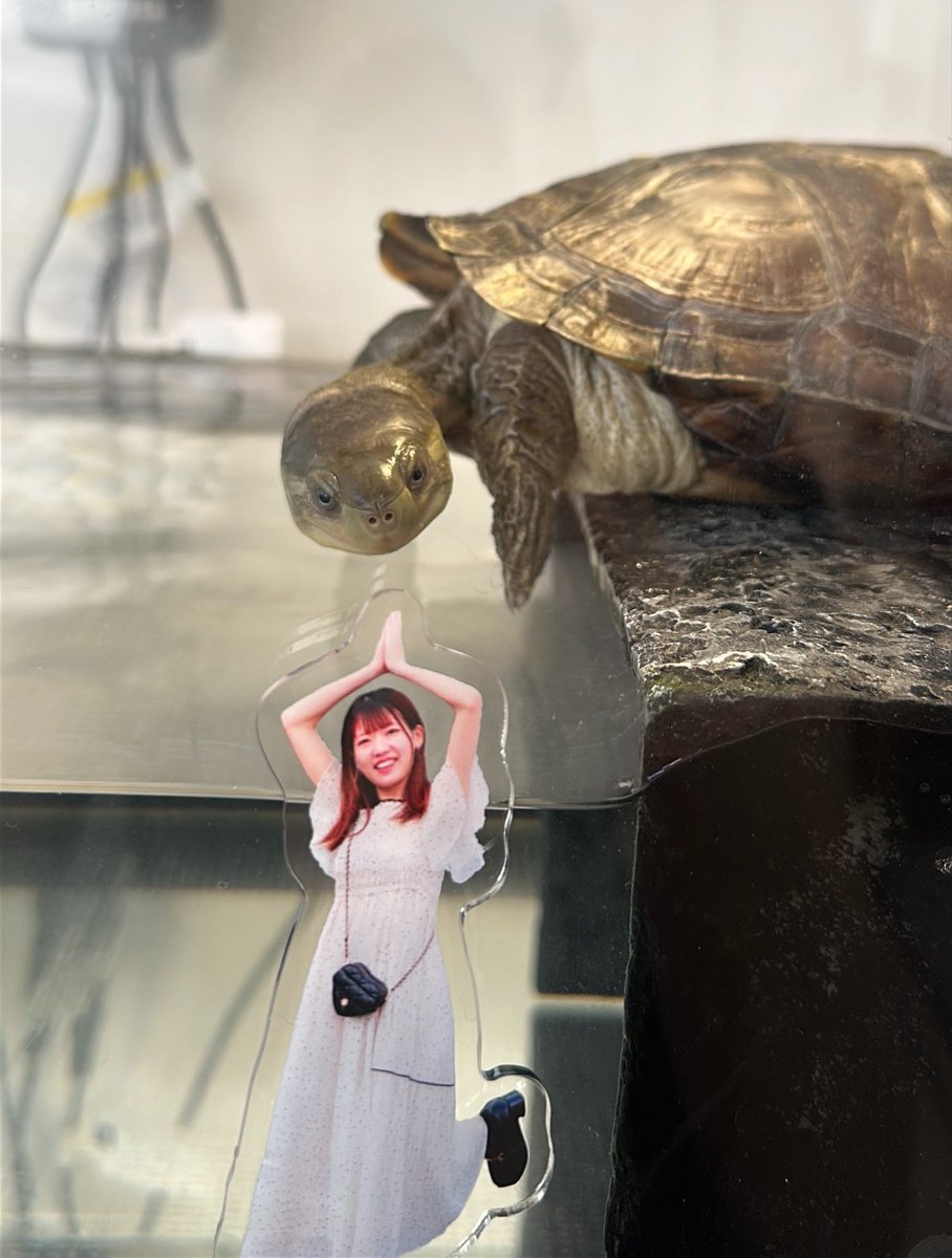 白結美心(しらゆい みこ)🐢 tweet media
