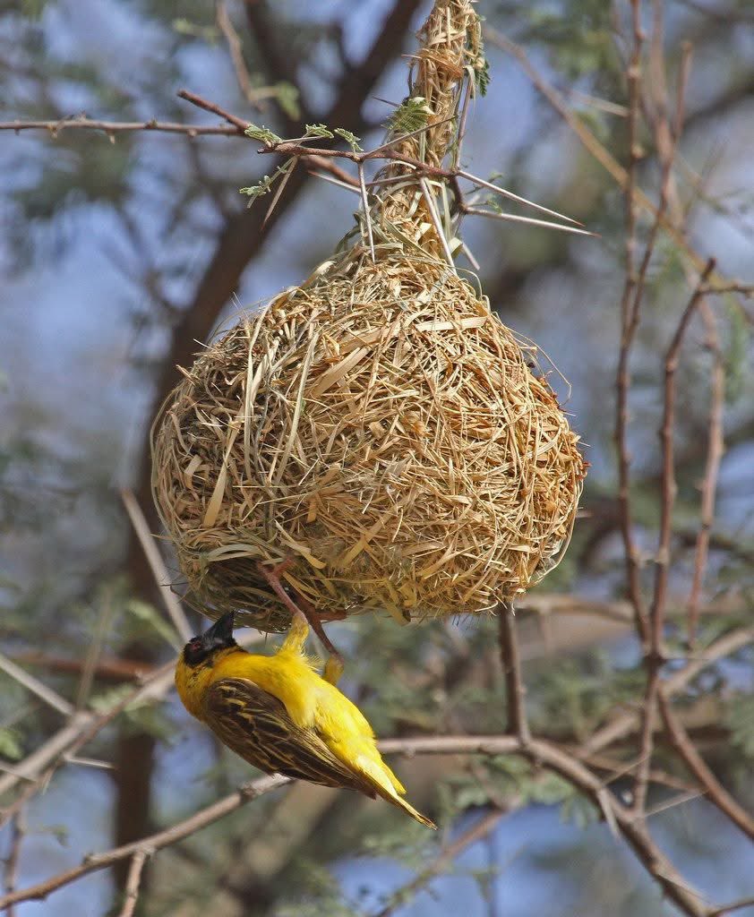 ThaOracleOfAges's tweet photo. #LIBERATION__AND__FAVOR__WORK

Some secrets in this life sound too simple for the modern mind to respect… yet simplicity has always carried strange power

ITEMS;

• A bird’s nest 

• An old broom

PREPARATION:

Place the bird’s nest inside a bucket of water https://t.co/ktNN97mrfr