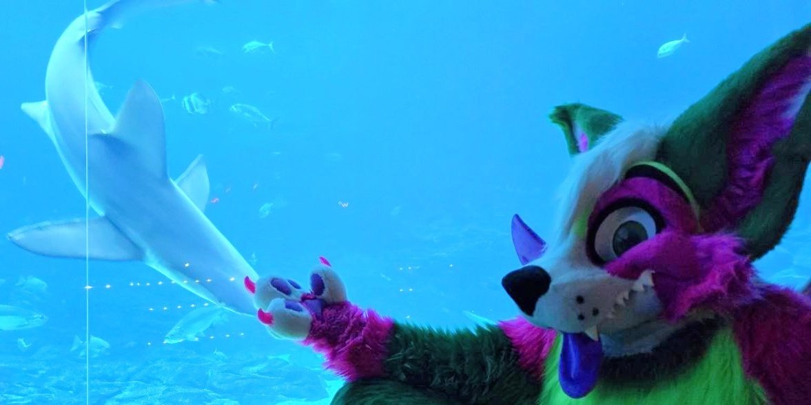 melon_corgo's tweet photo. Even water-puppies love chin scritchies ❤️

#FursuitFriday #FWA2026
🪡 - @MoreFurLess
📷 - @LeonKitty1 https://t.co/St9a6ufkdJ