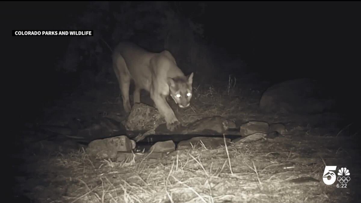 lukecaverns's tweet photo. Lady gets eaten by a Mountain Lion in Colorado, & now thousands of people want them killed & removed from the area. 

I think first world humans are beginning to forget that we live on planet Earth… 

Ancient people would laugh at the idea of being shocked that walking defenseless through the wilderness ends up in someone being killed