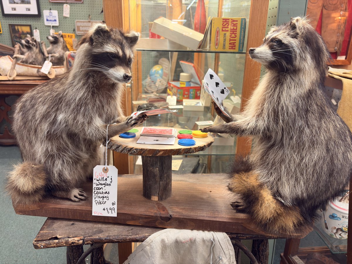 softbugz2's tweet photo. huge fan of these taxidermied raccoons https://t.co/KGpMCdnZGp