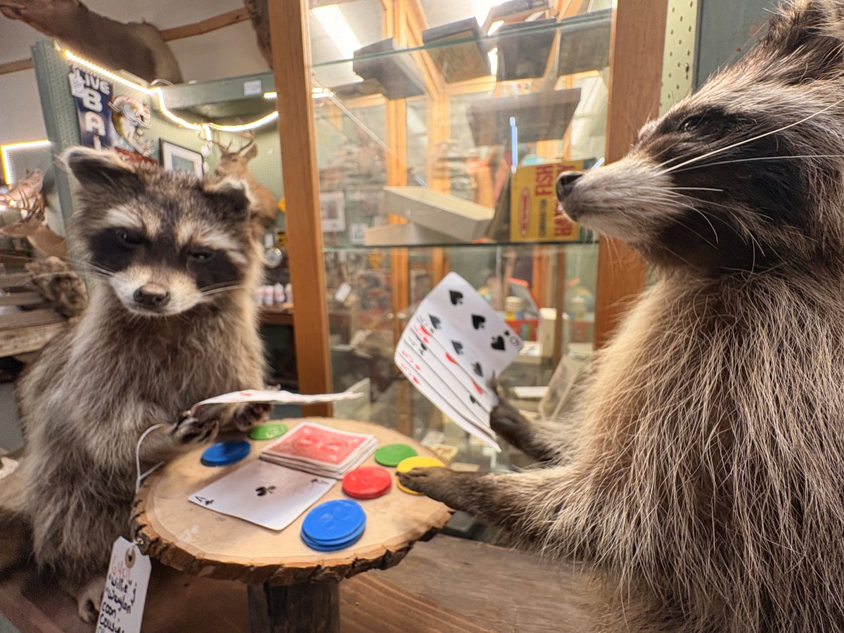softbugz2's tweet photo. huge fan of these taxidermied raccoons https://t.co/KGpMCdnZGp