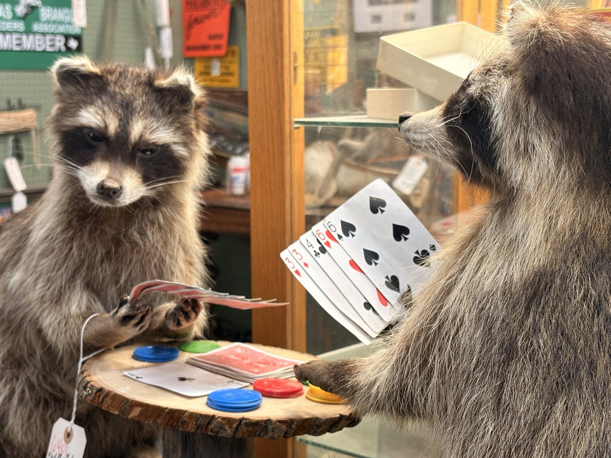softbugz2's tweet photo. huge fan of these taxidermied raccoons https://t.co/KGpMCdnZGp