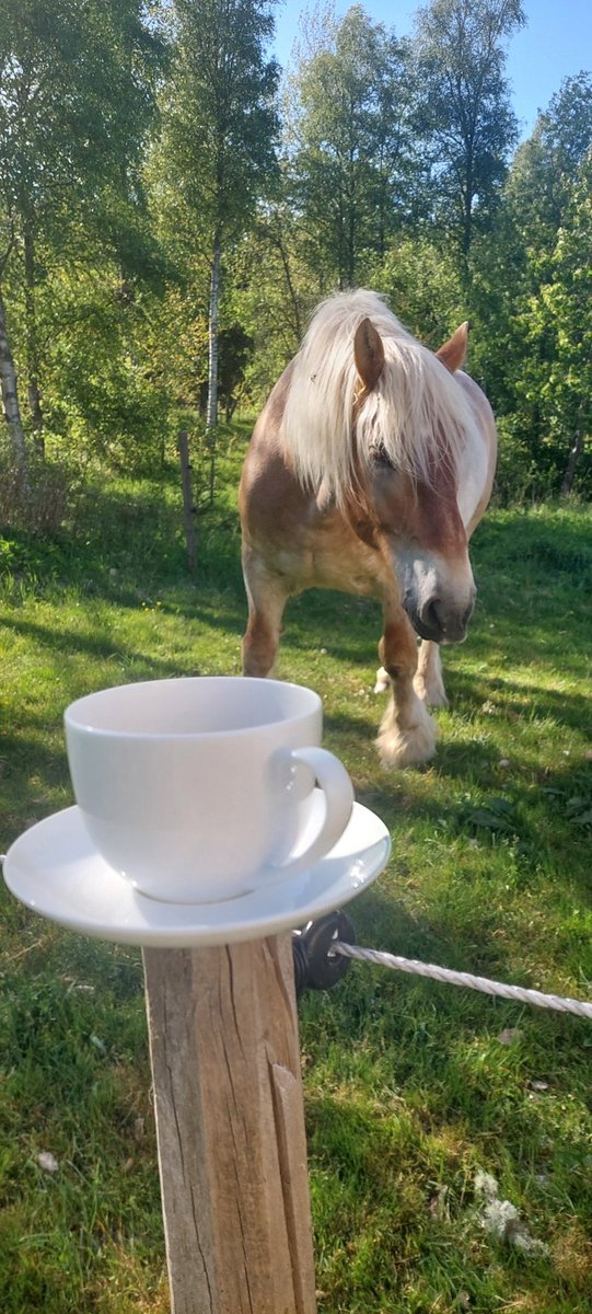 PinusMJ's tweet photo. Landsbygdsvarianten av att "ta en latte på stan med en polare." https://t.co/7PyFlJLYQQ