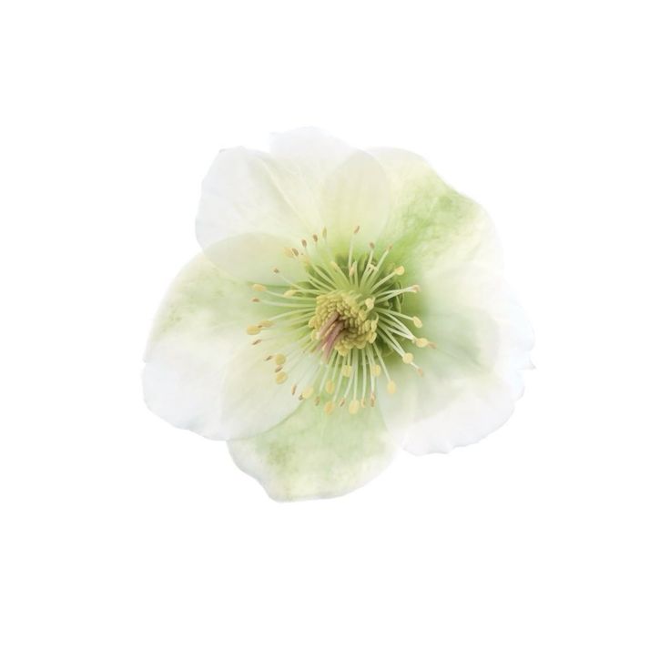 𝕔lovis 🌿 tweet media