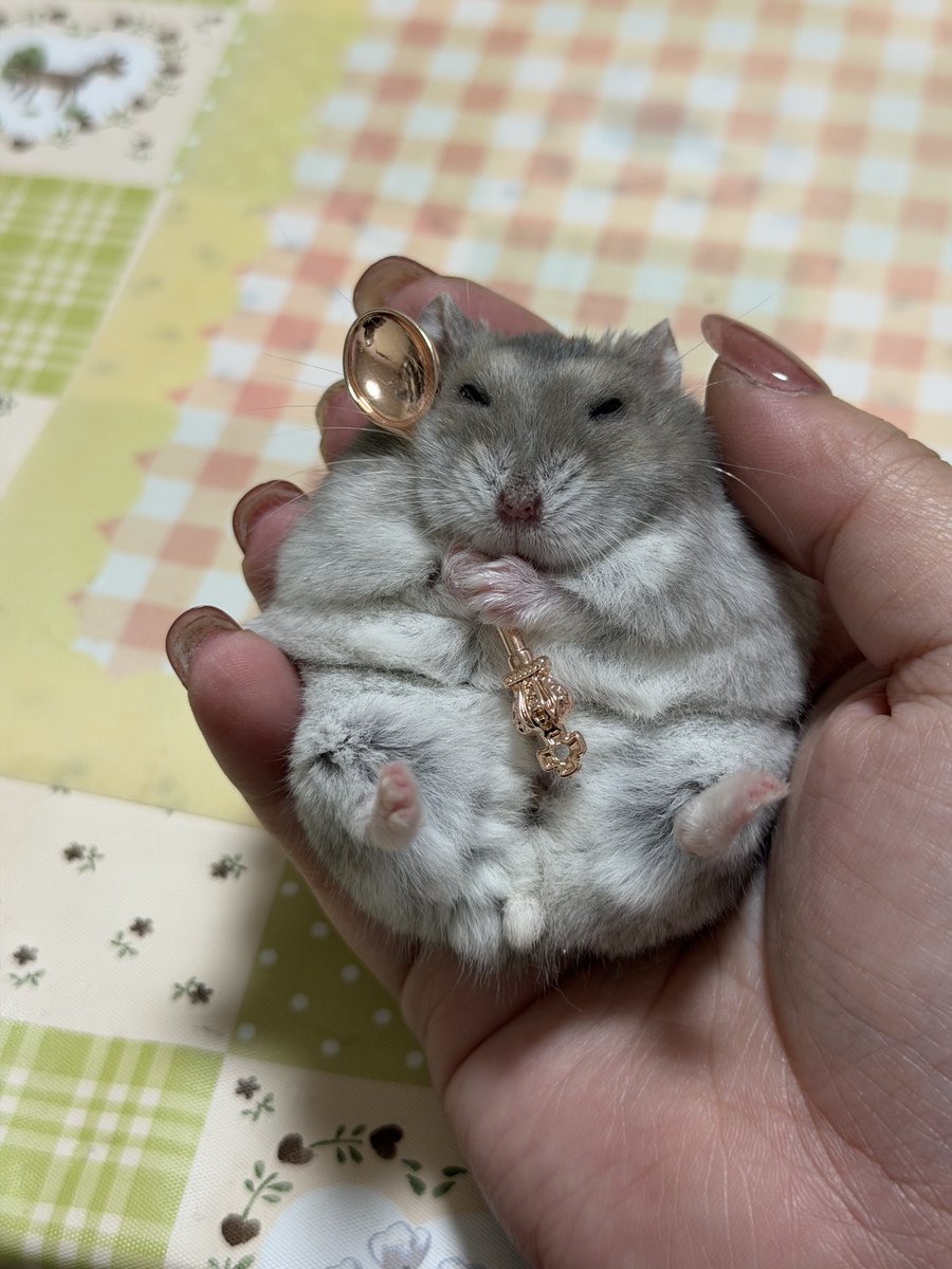 ハムっと🐹みなみ tweet media