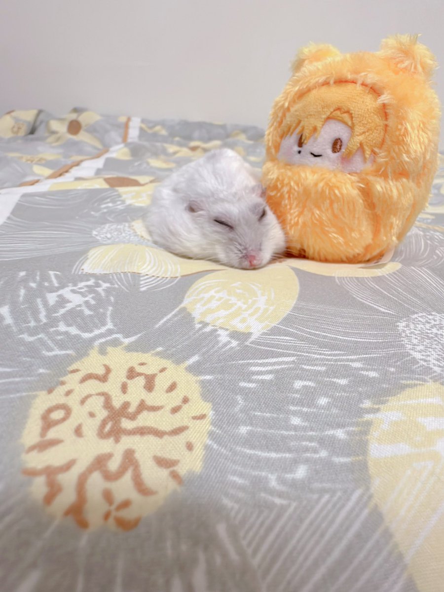 Hanatzu_1925's tweet photo. 😭😭☀️🫳🐹 https://t.co/diiPbEhq5q