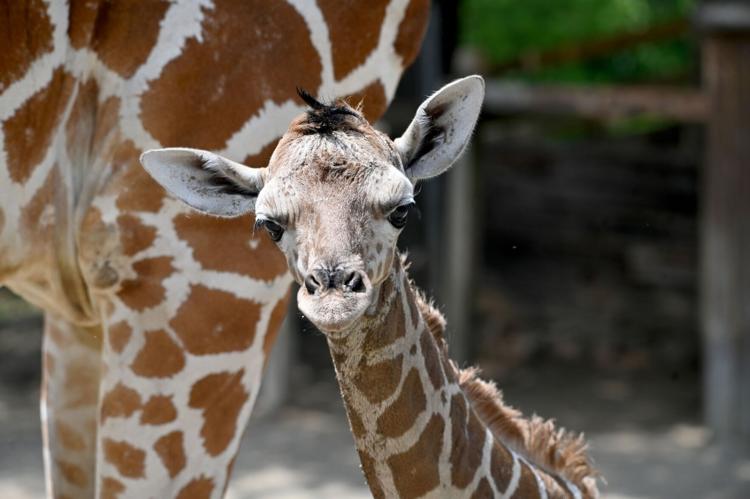 vanewsreader's tweet photo. Featured in the latest Virginia News Reader: New giraffe calf born at Metro Richmond Zoo - By Chelsea Jackson for @RTDNEWS 

Read the full article at Richmond Times-Dispatch. ➡ https://t.co/BQSoU6InHz https://t.co/UeR0LWVMu1
