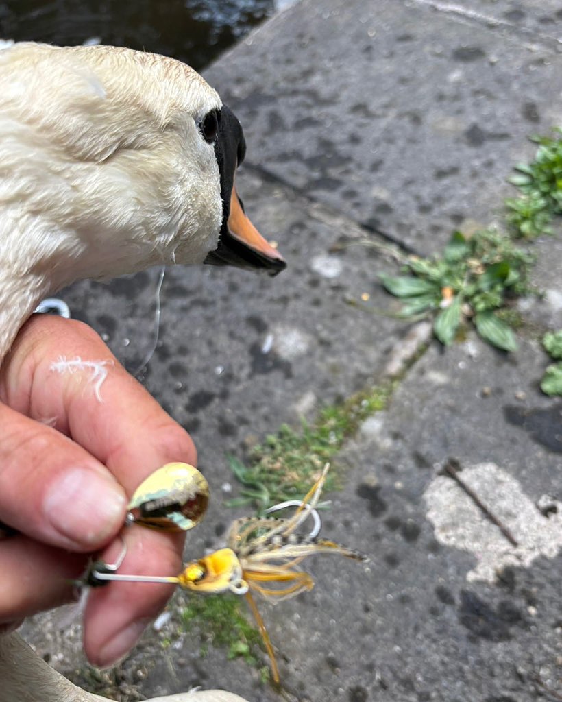 Swan_Rescue's tweet photo. We attended a swan on the Ashton Canal in Manchester, after reports that she was carrying fishing tackle. The bird - one of a breeding pair with newly hatched cygnets - had reportedly been observed for a number days with a fishing hook embedded through her beak. https://t.co/PfU1FWq7tA