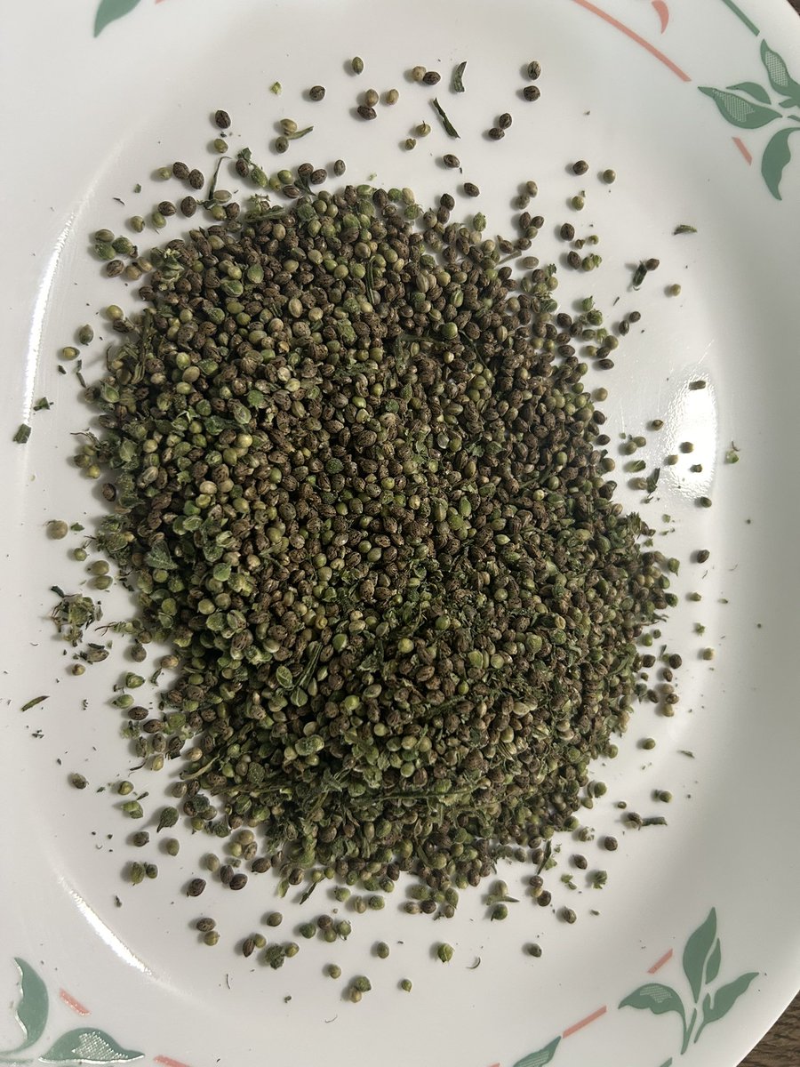 ScratchyRatSeed's tweet photo. Pollen viability question answered. https://t.co/ZzdPBcgrwq