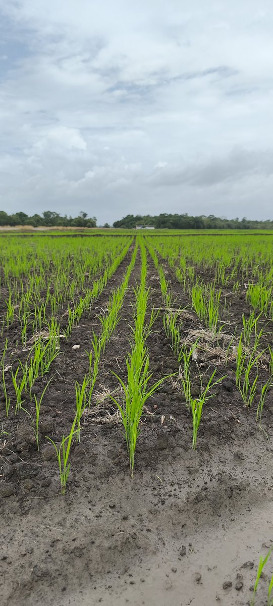 titantorreagro's tweet photo. Que el sector agropecuario este acéfalo, sin dirección y sin un proyecto de desarrollo, no significa que no estemos trabajando para lo que viene.

Cómo?
Mostrando que el camino es la PRODUCTIVIDAD. https://t.co/I8gZwkxYNa