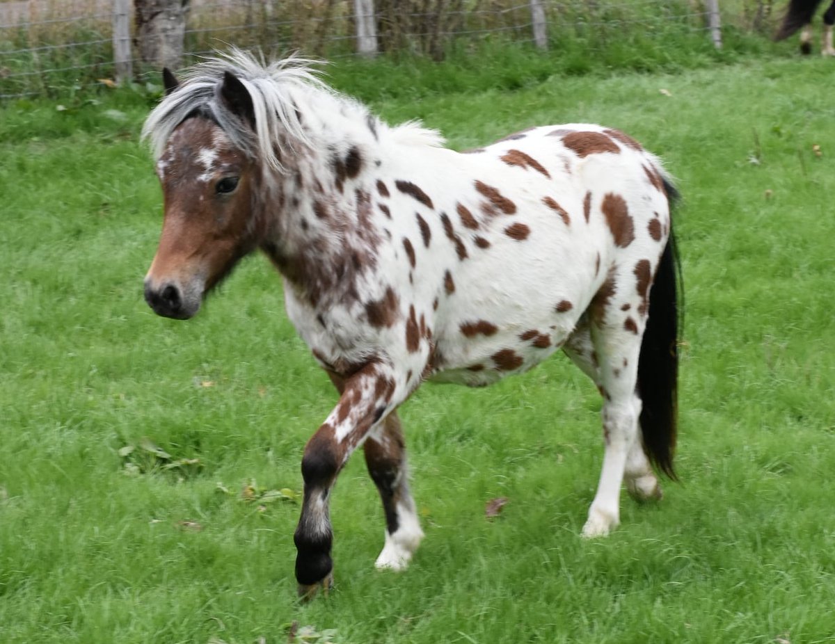 kent_police's tweet photo. #APPEAL We are seeking help to locate two stolen miniature horses from #Edenbridge

Anyone with information should call us on 01622 604100, quoting reference 46/85133/25.

Read more here: https://t.co/mG7niB2IQN https://t.co/6LHV4RB3HO