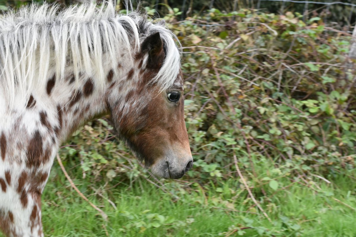 kent_police's tweet photo. #APPEAL We are seeking help to locate two stolen miniature horses from #Edenbridge

Anyone with information should call us on 01622 604100, quoting reference 46/85133/25.

Read more here: https://t.co/mG7niB2IQN https://t.co/6LHV4RB3HO