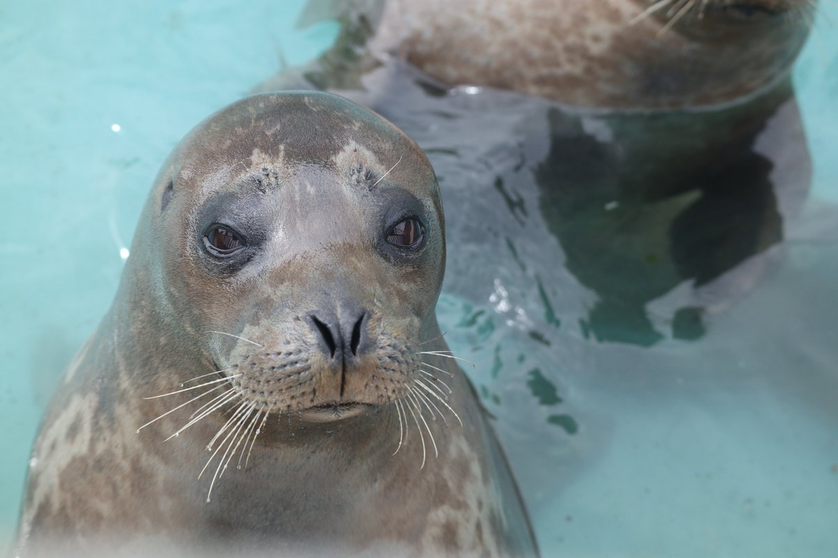 2u4ip's tweet photo. 🦭💭お魚を下さいお魚を下さいお魚を下さいお魚を…

2026.05
＃おたる水族館
＃ゼニガタアザラシ
＃エム https://t.co/fMGuV4GYqJ