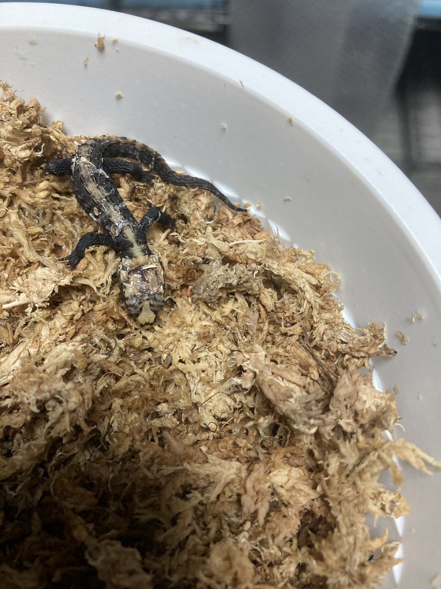 BassYASU5569's tweet photo. アカメカブトトカゲ

4/2産卵　29度管理
5/30ハッチ

生まれたけどかなり弱々しいな
卵の中にかなりヨーサックらしき物も残ってる😓
ちょっと駄目かもやね😭 https://t.co/64groHCSs1