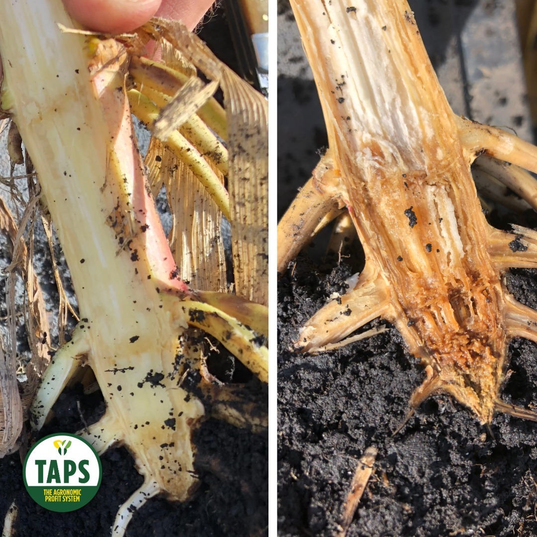 YieldInnovation's tweet photo. Healthy crown tissue and strong roots set the foundation for standability, nutrient movement, and yield potential. 

With TAPS: The Agronomic Profit System™, every pass is built with purpose to support plant health from the roots up.

Learn more: https://t.co/HvuOxg6vKM https://t.co/xd2ZQ8X5Ci