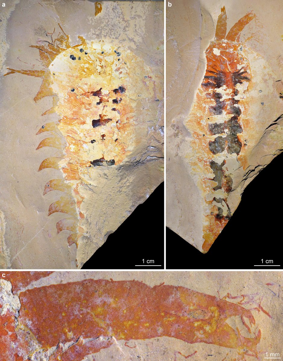 NatureAsia's tweet photo. Palaeontology: Early spider relative claws its way into the family tree
https://t.co/gFcLGgjEcI
@Nature by Rudy Lerosey-Aubril et al.
A chelicera-bearing arthropod reveals the Cambrian origin of chelicerates
https://t.co/gGg4Jh3trR
For reading: https://t.co/A3gPtGYObp
@Harvard https://t.co/JNQsWZdVmt
