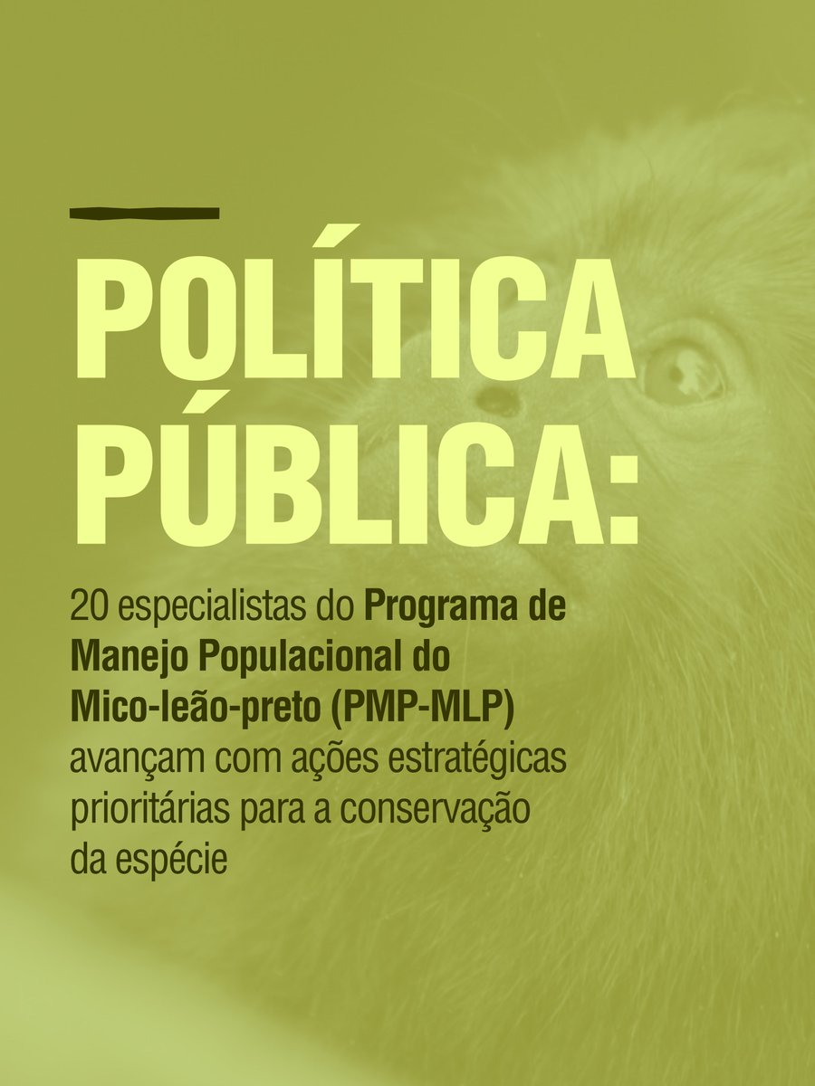 InstitutoIPE's tweet photo. A conservação do Mico-leão-preto ganhou novos passos importantes. 🐒

Durante oficina realizada no IPÊ, pesquisadores atualizaram o modelo de viabilidade populacional e definiram estratégias de manejo para a conservação do Mico-leão-preto a longo prazo. Entre as ações previstas+ https://t.co/V0bUQqOaAj