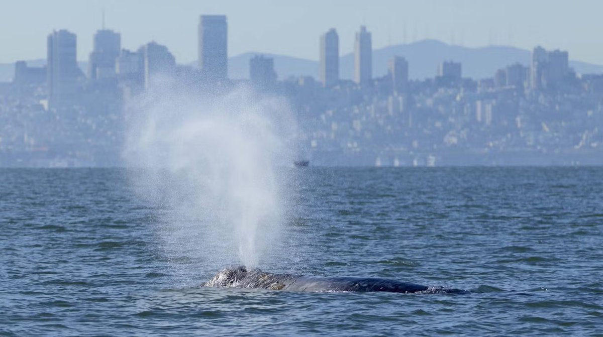 UofCalifornia's tweet photo. Hungry gray whales are making unusual detours into San Francisco Bay, and researchers at @ucsantabarbara are using AI-powered thermal cameras to help protect them. The new system detects whale blows and heat signatures in real time, alerting nearby ships to slow down or reroute to avoid deadly collisions. https://t.co/6U4dJmIs46