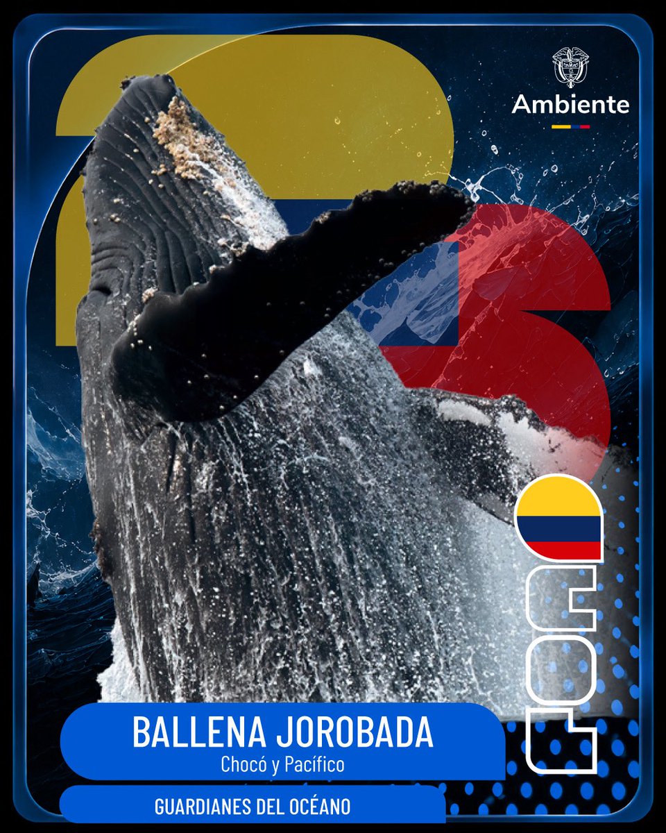 MinAmbienteCo's tweet photo. ¡Álbum de la Biodiversidad Colombiana!

🐋⚽ Ballena Jorobada

Juega de visitante en las costas del Pacífico colombiano. 

Esta gigante del océano recorre miles de kilómetros para llegar a nuestras aguas cálidas, donde canta, salta y cría a sus ballenatos, llenando de vida los mares de Colombia.

Aunque impresiona con su fuerza y sus acrobacias, enfrenta un partido difícil: la contaminación, el ruido submarino y las amenazas sobre los océanos. 

Proteger el mar es mantenerla en el juego. 💛💙❤️

#SelecciónNatural #Biodiversidad #PazConLaNaturaleza