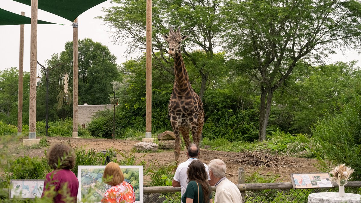 PghZoo's tweet photo. Summer Safari: Zoorassic Park is one week away! It's looking like a beautiful night for Friday, June 5. If you don’t have a ticket yet, hope is not extinct! Here are the top five reasons to come have a dino-mite time at the wildest fundraiser of the year: https://t.co/C6Rv4ZgbwR https://t.co/JtXNAfIBI7