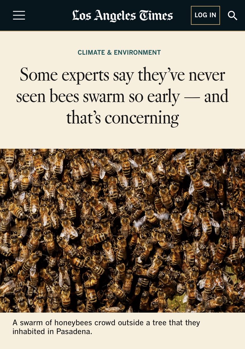 ciber_bee's tweet photo. Bees are swarming the earliest they have in the last 5 and possibly 10 years! ⏰ But what could cause this and what repercussions could this possibly have? In the new Los Angeles Times article, Dr. Boris Baer and Dr. Barbara Baer-Imhoof provide insight into why this might be… https://t.co/xgsF95Q66d