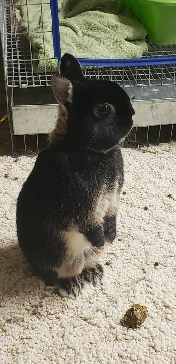 Vivianne_LP's tweet photo. Last night my rabbit, Luigi, had to go to the vet. His breathing was labored but he was still full of energy. I didn’t expect to go home without him. 
He loved licking blankets and swaddling himself. He was sassy but he would let you know he loved you. I’ll miss you Lui ❤️❤️❤️ https://t.co/Euz29YKS0n